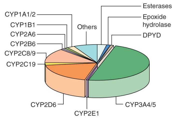 Kliinisesti tärkeimmät CYP-entsyymit CYP3A4 Lähes puolet lääkkeistä metaboloituu kokonaan tai osittain CYP3A4:n kautta CYP2C9 Varfariini CYP2D6 Useat