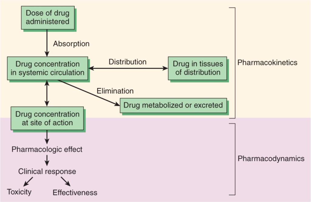 Farmakokineettiset interaktiot Miten lääke vaikuttaa toisen lääkkeen pitoisuuteen elimistössä?