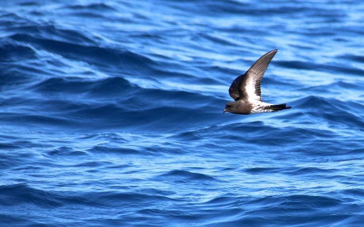 New-Zealand Storm Petrels, Hauraki Gulf. ETELÄSAARI 24.11. perjantai. Aamulla ajamme Warkworthista vajaa 100 km Aucklandin autonvuokraamoomme ja palautamme menopelin.