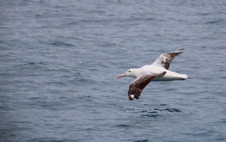 Southern ja Northern Royal Albatross Kaikourassa 25.11.