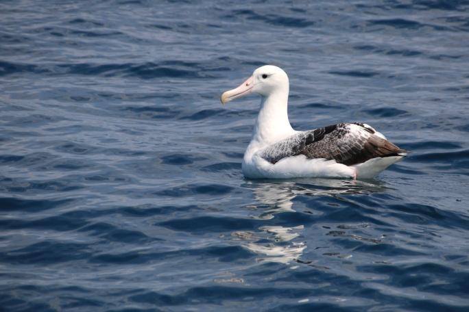 batrossit pysty lentämään kun on liian tyyntä. Heillä on voimassa takuu, että jos asiakas ei näe albatrossia lennossa, saa ilmaiseksi mahdollisuuden osallistua uuteen meriretkeen.