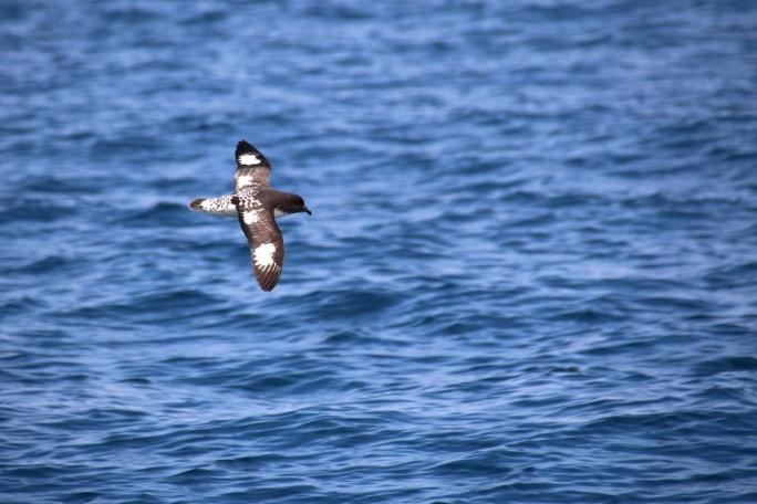 Kippari kuuluttaa nokiliitäjistä, joita lentää ohitsemme. Lentäviä albatrossejakin näemme: aivan veneen viereemme saapuu Southern Royal Albatross ja vähän kauemmaksi kaksi White-capped albatrossia.