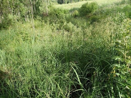 Kuva 9. Jokipellon kosteikko perustettiin luontaiseen kosteaan painanteeseen, jonne päätyy mm. ympäröivien rinnepeltojen valumavesiä.