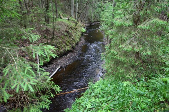 kuva 20. Niemenjoki perattiin aikoinaan uittoa varten ja sitä ilmentävät paikoin korkeatkin perkausvallit. Kuvapari on kohteelta N6.