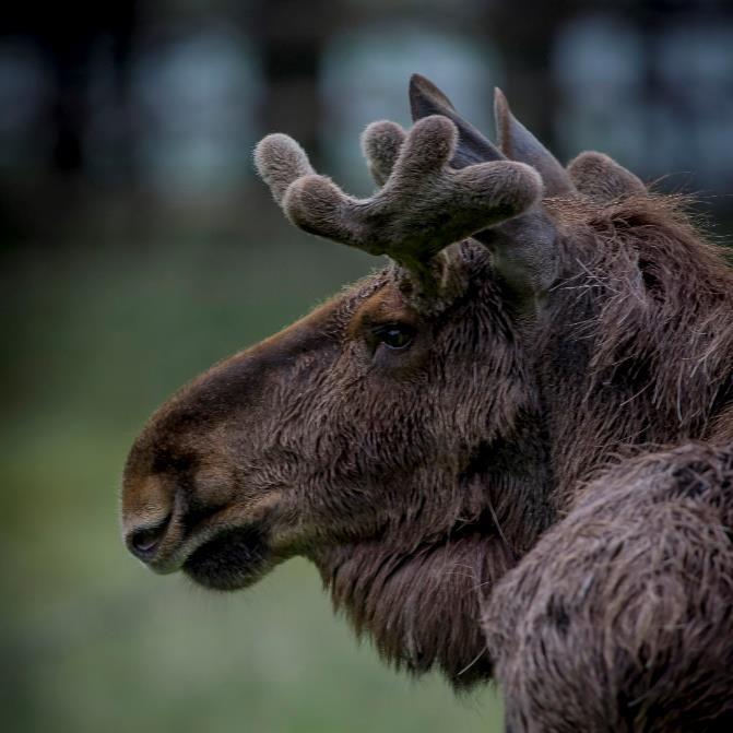 7 MIHIN SUUNNATAAN? ÄHTÄRI ZOO www.ahtarizoo.