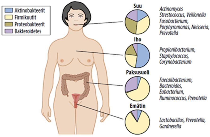 Suun mikrobiomi Suussa oma sille ominainen mikrobiomi joka poikkeaa mikrobiomeista muualla elimistössä Toiseksi monimuotoisin ihmisen mikrobiomeista paksusuolen jälkeen Suun mikrobisto muodostuu