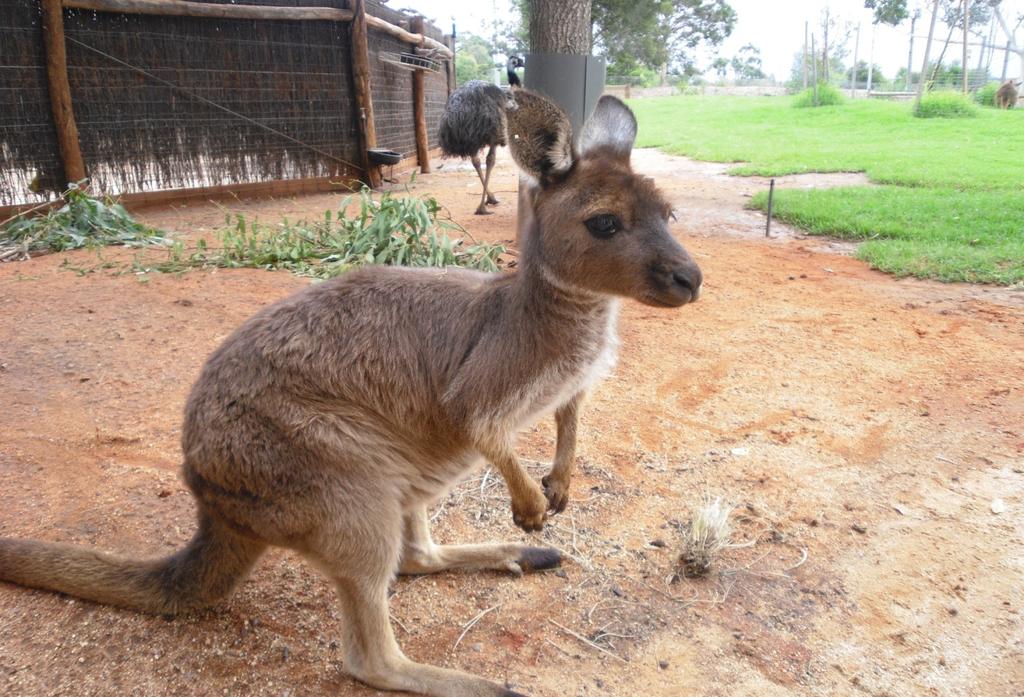 10 Australian etäisyydet ovat valtavat. Australian pinta-alaa voi verrata siihen, että esimerkiksi Yhdysvallat mahtuu Australian sisälle.
