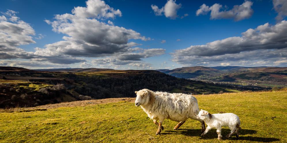 VALLOITTAVA WALES Conwy Betws-y-Coed Snowdonia Portmeirion Llangollen Brecon Brecon Beacons Cardiff Vehreiden laaksojen ja dramaattisten vuorten täplittämä Wales on täynnä tarinoita.