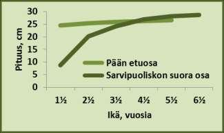 Sarven alaosa muodostaa yleensä noin 45 prosenttia ja yläosa noin 55 prosenttia koko sarvipuoliskon pituudesta.