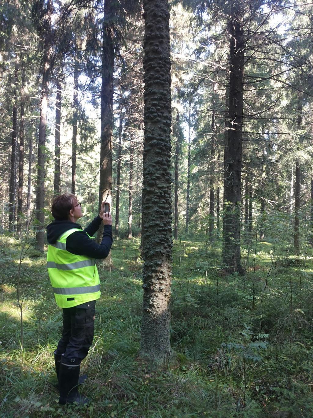 LEIKKIPAIKAT JA METSÄT