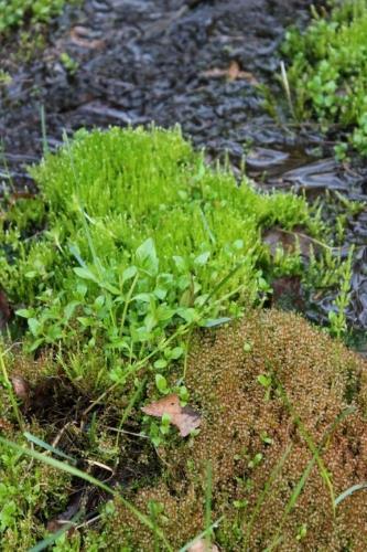 Lähdekunnostusten hydrologiset ja ekologiset vaikutukset Hydrologinen tila parani Pohja- ja pintaveden tasapaino palautui luonnontilaisen