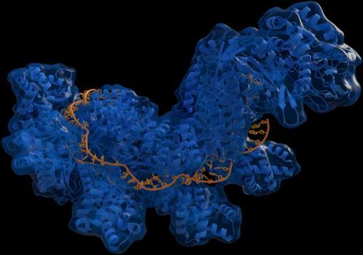 systeemiin DNA-templaatti (= malli) 2.