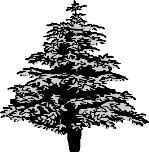 Riippahernepensas Caragana arborescens 'Pendula' V Siperianhernepensaan riippuvaoksainen muoto. Riippapihlaja Sorbus aucuparia 'Pendula' V 2-3 m Kotipihlajan riippuvaoksainen muoto.