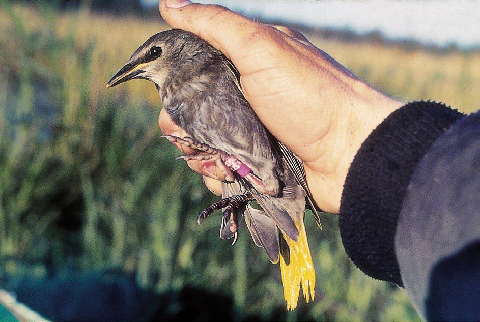 KOTTARAISET ESPOON SUOMENOJANLAHDELLA Rengastaja (artikkelin kirjoittaja) irrottamassa lintuja verkosta vallilla, johon kottaraisia on aamulla laskeutunut vuonna 1970.