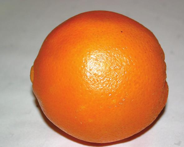 Appelsiini n.
