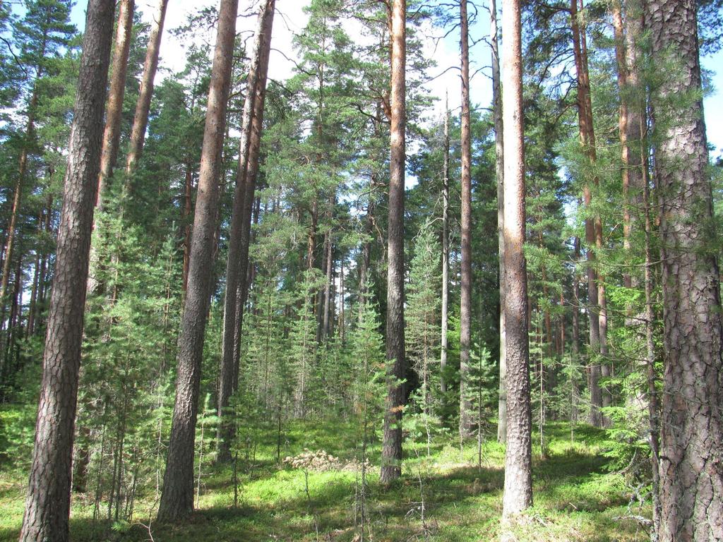 Myytti 2: Mänty tai koivu ei sovi jatkuvapeitteiseen metsätalouteen Männikön JK