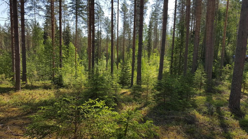 Oma JK-metsikköni 2 vuotta yläharvennuksen jälkeen Puuston laatu