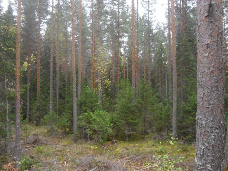 Jatkuva kasvatus on laajaperäistä metsätaloutta (pienet kulut) Laajaperäisen metsätalouden muotoja: Toistuvat yläharvennukset Poimintahakkuut Uudistaminen