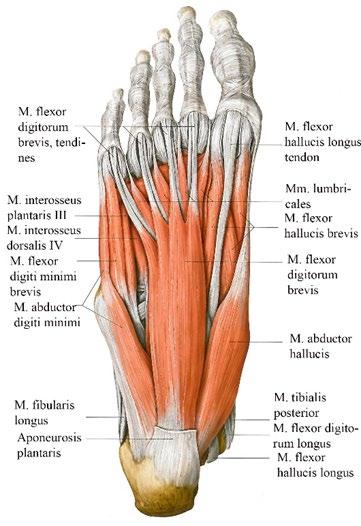 14 2.2 Jalkaterän pehmytkudokset Jalkaterän lihakset ovat verrattavissa käsien lihaksiin rakenteidensa puolesta. Jalkaterästä löytyvät samanlaiset luunväli- ja käämilihakset kuin käsistä.