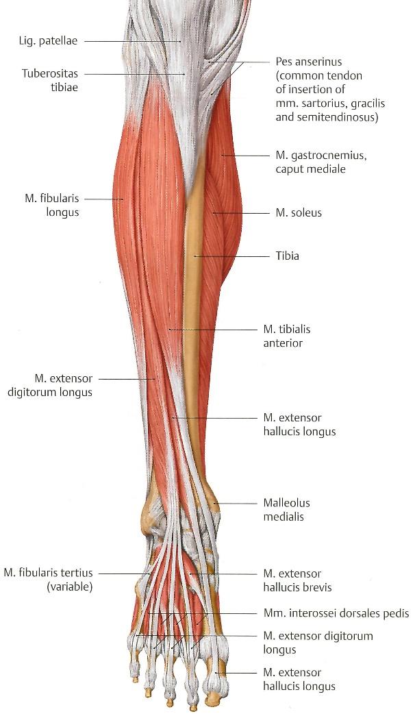 15 extensor digitorum longus liikuttaa jalkaterää ainoastaan dorsifleksio-suuntaan. Lateraaliseen lihasaitioon kuuluu 2 lihasta. Pitkä pohjeluulihas (m. fibularis longus) ja lyhyt pohjeluulihas (m.