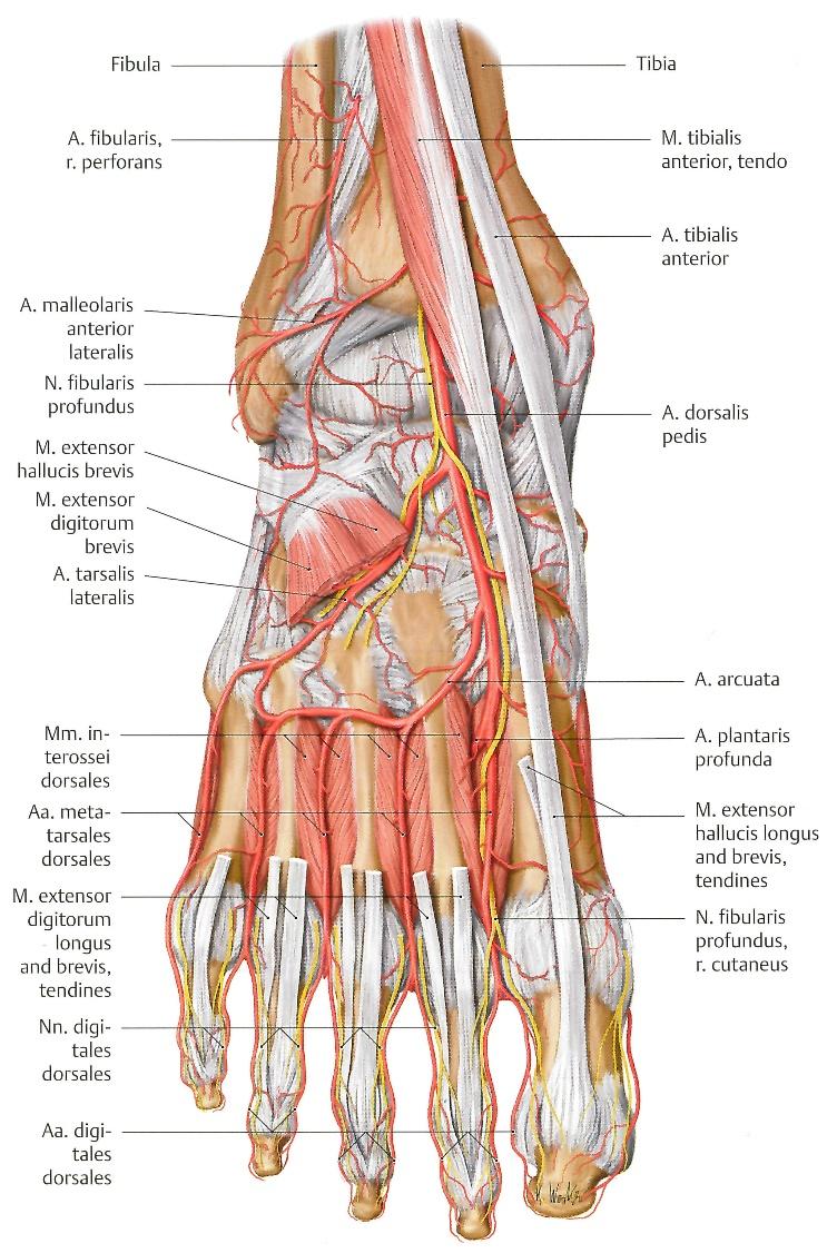 18 Kuva 9. Jalkapöydän verisuonistoa ja hermostoa (Gilroy ym. 2012, 469). Laskimoverenkierto jaetaan pinnalliseen ja syvään laskimojärjestelmään.
