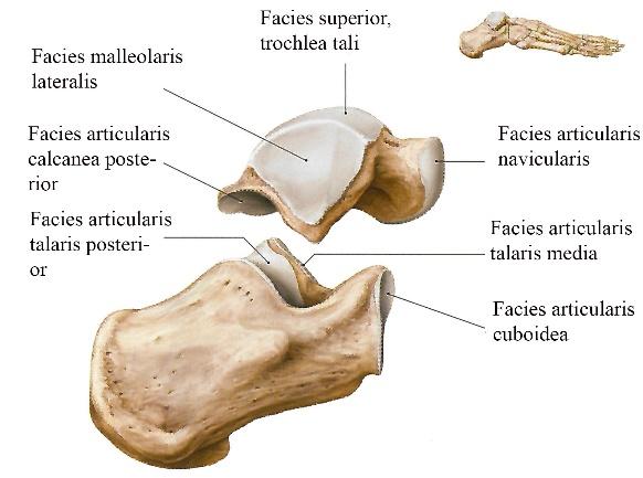 19 3 SUBTALAARINIVEL Subtalaarinivel sijaitsee jalkaterän luisista rakenteista kantaluun ja telaluun välissä (kuva 10). Se on rakenteeltaan ja toiminnaltaan monimutkainen kompleksi.