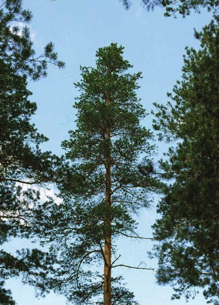 28 Tutkimusaineisto ja -menetelmät Kuva 12. Eriasteisesti harsuuntuneita mäntyjä (ei neulaskatoa, lievä neulaskato, selvä neulaskato). 3.