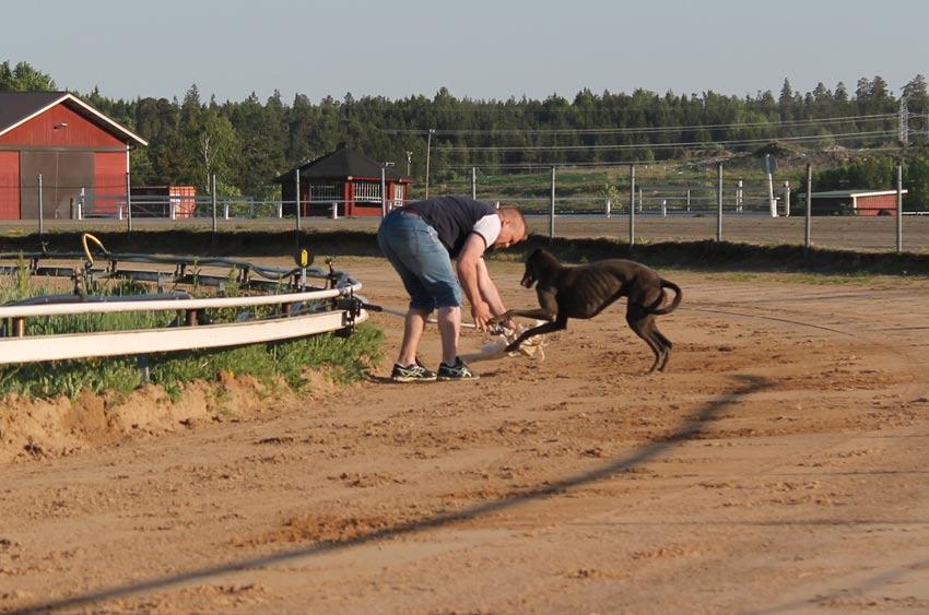 Illan toiseksi nopeimmat vauhdit kellotettiin Riitan nuorelle Enzolle. Handslip-harkan juoksivat Jaanan greypoika Uno ja whippetpoika Abel.