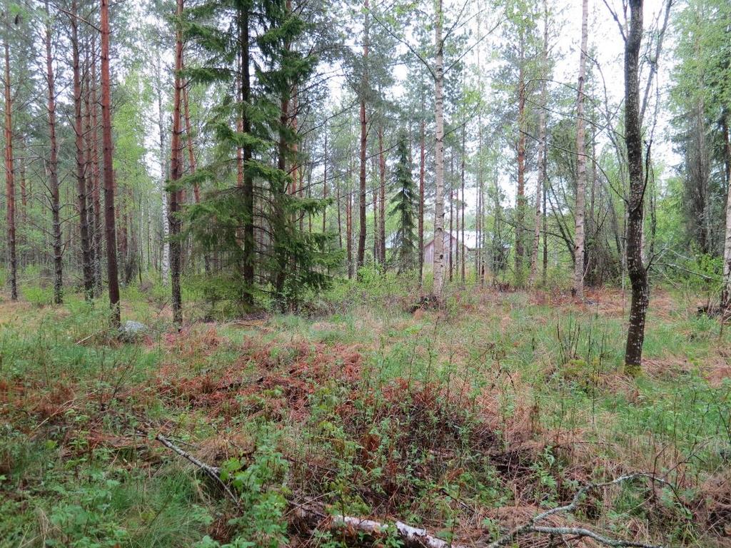 Kuva 3. Selvitysalueen pohjoisosan metsät ovat pääosin nuorta mäntyvaltaista tuoretta kangasmetsää.