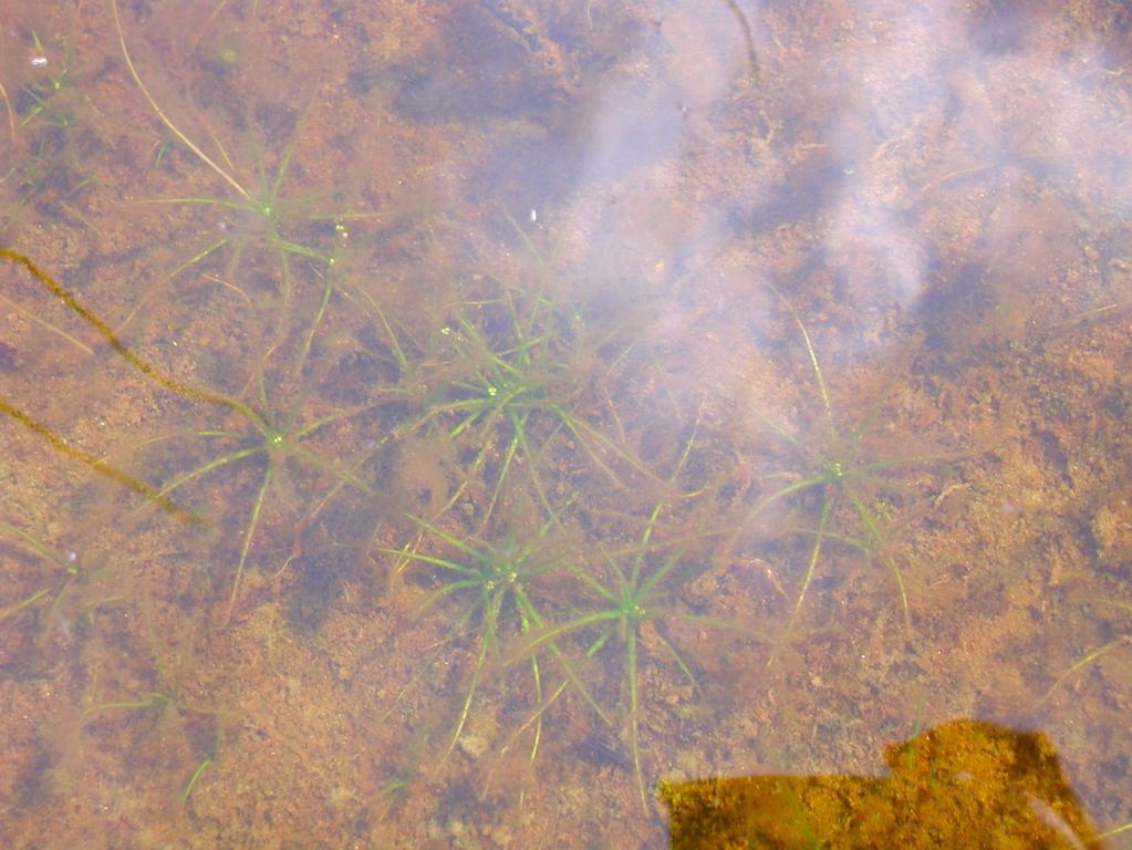 noin 800 hehtaaria 30 ha muualla ja loput Liminganlahdella Äimäruoho (Subularia aquatica)