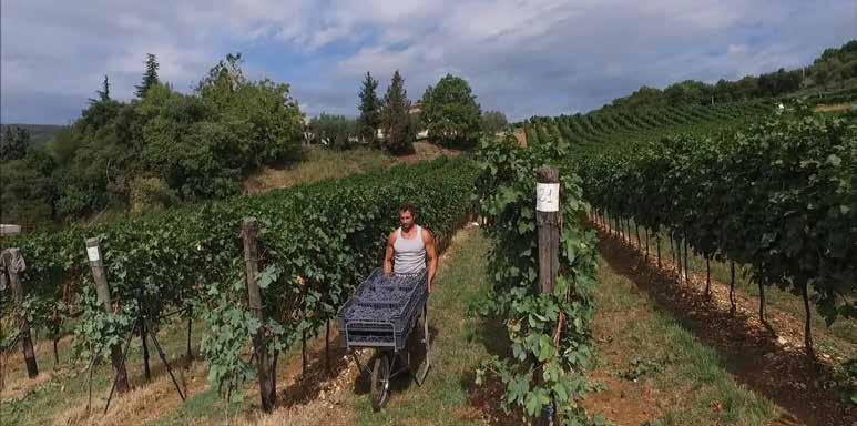 AMARONE VALPOLICELLAN HISTORIALLINEN JA KIISTELTY IKONIVIINI Amarone-viinit ovat osa Italian legendaarisia punaviinejä.