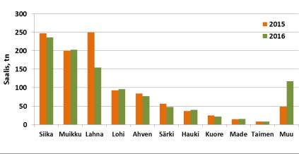 Perämerellä hyvin karisiikaa - Jälleen lyhyt talvikausi ja aikainen kevät - Kokkolassa iso siika hukassa, mutta ahventa ja syksyllä pikkusiikaa tuli hyvin, siian syyspyynnissä verkot nostettava