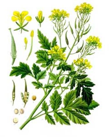 Saneerauskasvit Valkosinappi (Sinapis alba) Ristikukkainen