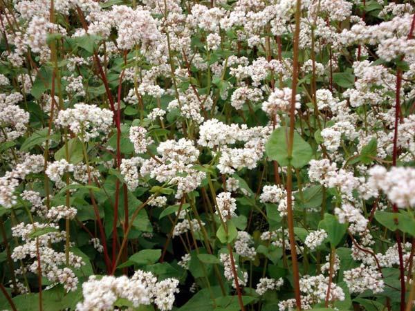 Muita hyviä mehiläiskasveja Tattari (Fagopyrum esculentum) vanha viljelykasvi, etenkin Savossa ja Hämeessä punavartinen, vaalenpunakukkainen