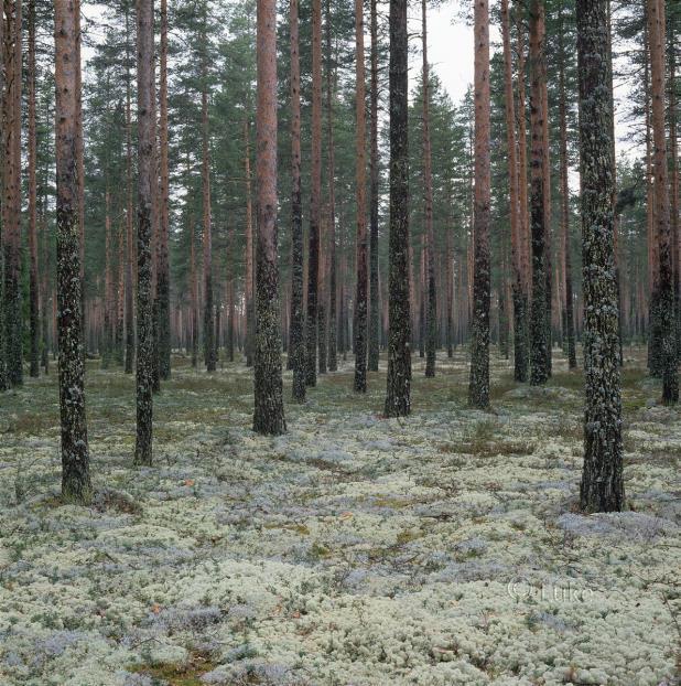 Metsämaaperän hiilivaraston muutos mineraalimailla Yasso07 Raportoidaan summana maaperä, kuollut puu ja karike Karikesyöte: Elävät puut, luonnonpoistuma, hakkuujäännökset ja aluskasvillisuus trendit