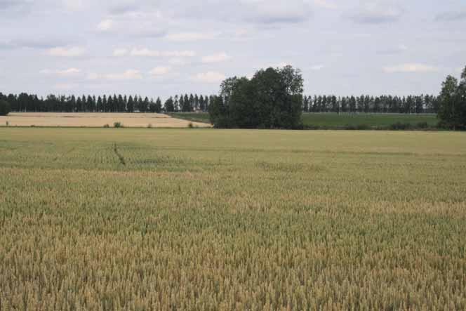 Köyliönjärven maisema-alueen pellot ovat tehokkaassa viljelyssä.