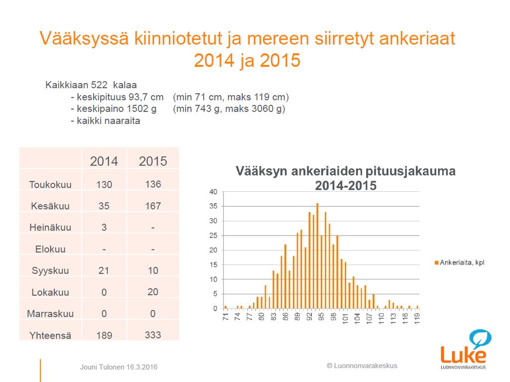 Kuva 2. Vääksyssä kiinniotetut ja mereen siirretyt ankeriaat vuosina 2014 2015. Lähde: Jouni Tulonen, Luonnonvarakeskus, Vesijärvestä Sargassomerelle, 16.