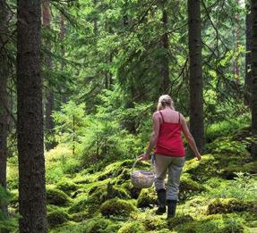 Teemalehtien ilmestymispäivät PÄIVÄ TEEMA ILMOITUSKOOSTEET ti 8.1. Koulutus ja harrastus ti 5.2. Asuminen (messut) LVI Katot kuntoon Parhaat tontit Sisustus Remonttipalvelut ti 5.3. Ympäristö ti 16.4.