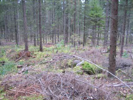 Selvitysalue sijaitsee pohjoiseen päin kohti Kärkistensalmea viettävässä rinteessä. Korkeuseroa rannan (+ 80 mpy) ja selvitysalueen eteläreunan (+120 mpy) välillä on noin 40 metriä.