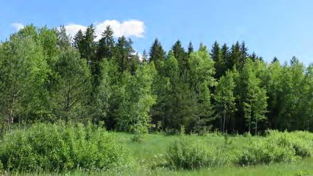 T201710 4 Kuvat 4 ja 5. Yllä on näkymä pensoittuneesta niitystä ja oikealla on kuva kuusikosta selvitysalueen eteläosassa. 3.