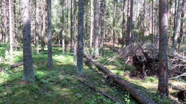 2000-alueita, luonnonsuojelulailla rauhoitettuja suojelualueita, valtakunnallisten suojeluohjelmien mukaisia alueita eikä perinnemaisemaselvityksen, kallioinventoinnin tai pienvesiselvityksen