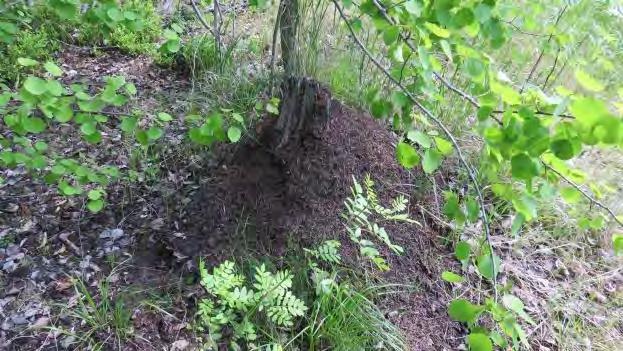 Selvitysalueen metsä on lintulajien määrien suhteen tavanomainen. Niityllä ei ole erityistä merkitystä lintulajistolle. 3.
