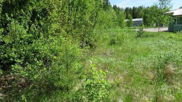 T201710 6 4 TULOKSET Kuvat 8 ja 9. Tasaista maastoa löytyy länsi- ja pohjoisosasta. Maaperä on savea.