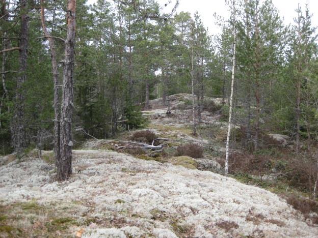 T201505 4 3.2 Selvitysalueen ympäristön yleiskuvaus Matintalo II alueella kookasta puustoa kasvaa (harvennuksista huolimatta) kaikissa metsissä.