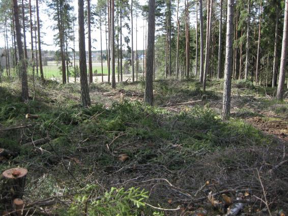 Karun kallioalueen laella ja sen lähistössä puusto muodostuu harvaan kasvavista suurista männyistä.