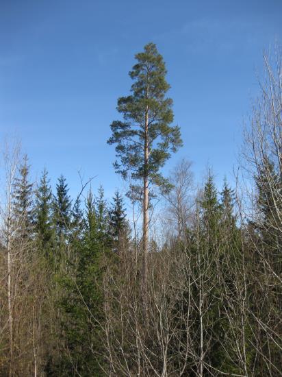 T201505 5 Suullisen tiedon ( 2015a) mukaan alueelle ei sijoitu liito-oravan elinympäristöjä. Uhanalaisten tai rauhoitettujen kasvien tai eläinten esiintymiä Matintalo II alueelta ei ole tiedossa. 3.
