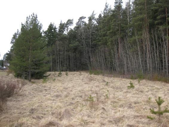 Rahka- ja karhunsammalet peittävät soistuneita metsälaikkuja. Kallioiden kosteilla reunoilla sammalet ovat tavallisia.