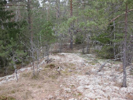 T201505 7 4.1 Luontodirektiivin liitteen IVa mukaiset lajit Selvitysalueella ei löydetty merkkejä luontodirektiivin mukaisista lajeista kuten esim. liitooravasta. Liito-oravan papanoita etsittiin mm.