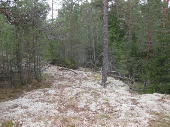 Alueelle sijoittuva yksi haavikko (liite 1; merkintä H) koostuu runkokooltaan (ø) alle 20 cm kokoisista haavoita. Selvitysalueelta ei siis havaittu luontodirektiivin liitteen IVa mukaisia lajeja. 4.