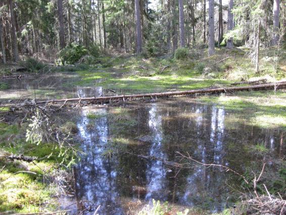 ahosuolaheinä, keto-orvokki ja nurmilauha. Puusto on pääosin mäntyä, mutta joukossa on myös kuusta, haapaa, pihlajaa ja rauduskoivua. Toimintasuositus.